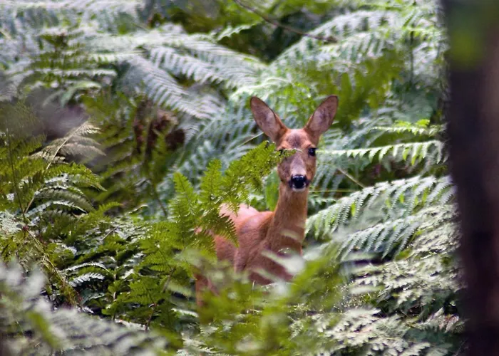 Tiny House Appelvinkje, Met Bedstee In Bosrijke Omgeving Oisterwijk